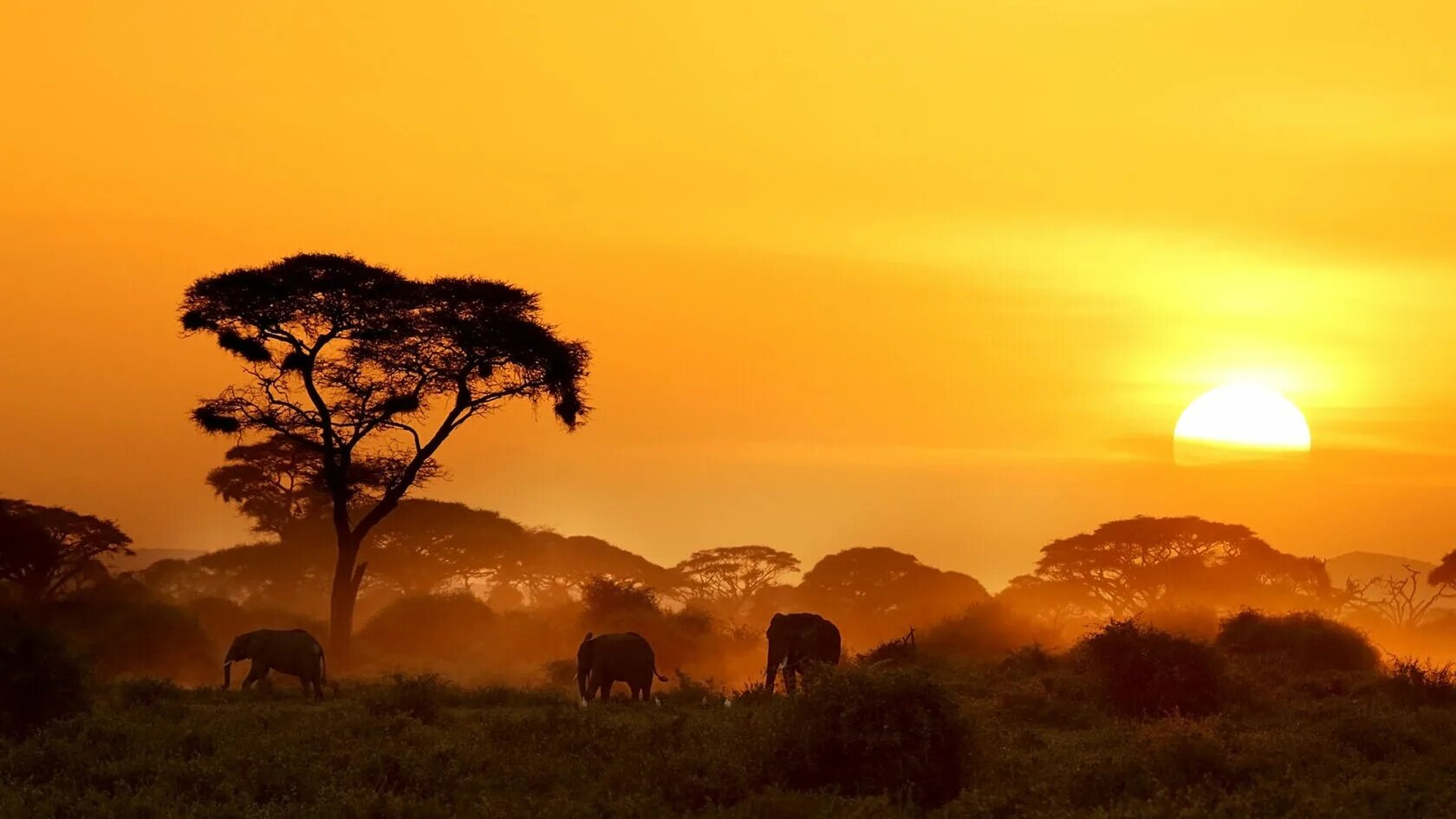 Саванной восточной африки. Национальный парк Амбосели Кения.