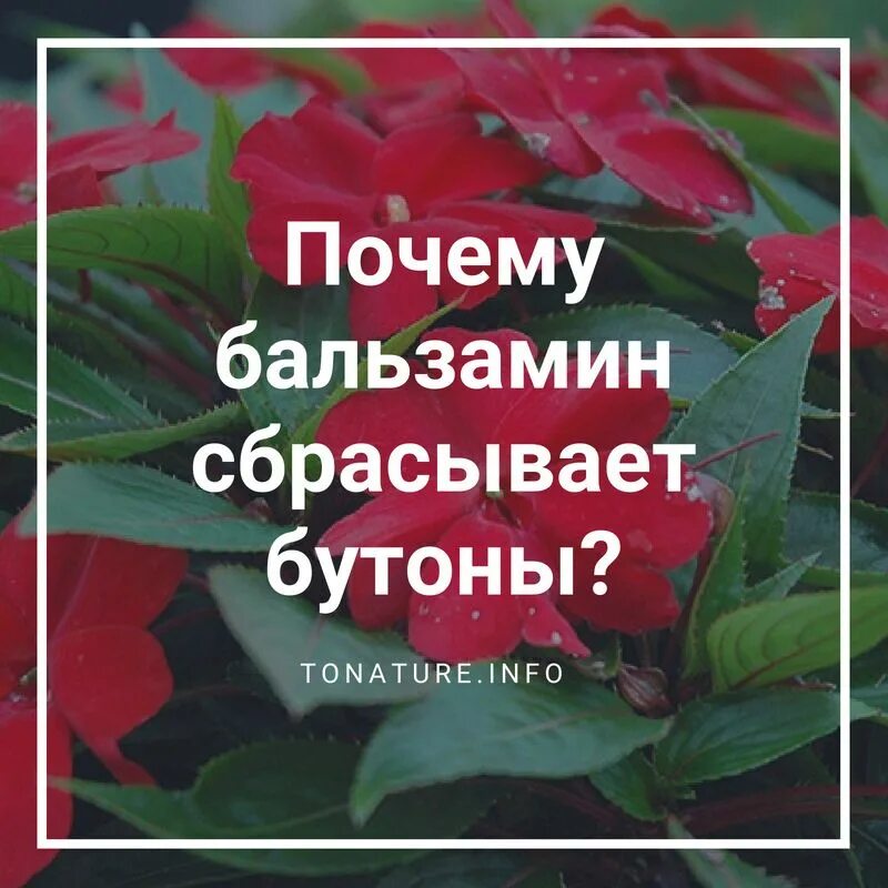 Бальзамин комнатный бутоны. Ванька мокрый цветок. Бальзамин розовый махровый. Ванька мокрый мучнистая роса. Ванька мокрый листья вянут.