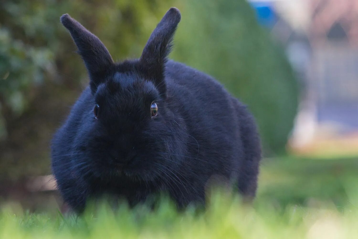 Черный кролик на английском. Новозеландский кролик черный. Черный кролик. Черный водяной кролик. Черный зайчик.