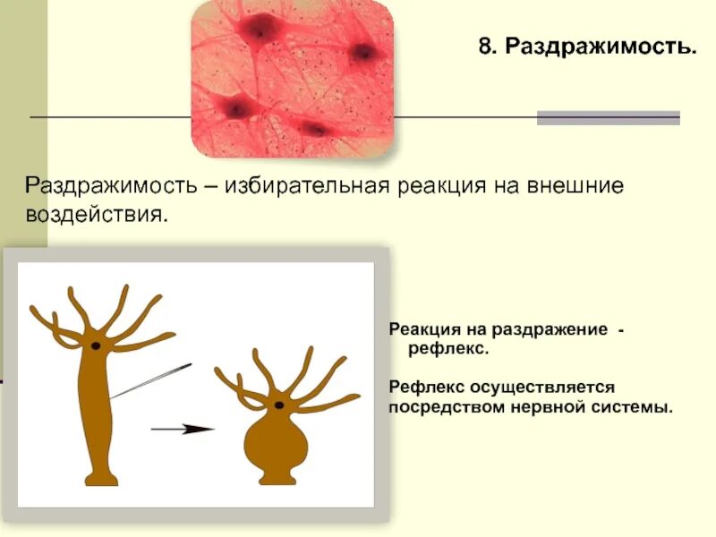 Форма раздражимости