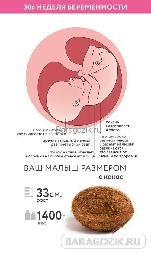 Развития плода 30 недель. Размеры ребенка на 30 неделе. вес плода в 30 недель беременности. вес ребёнка в 30 недель беременности. 30 недель беременности размер малыша.