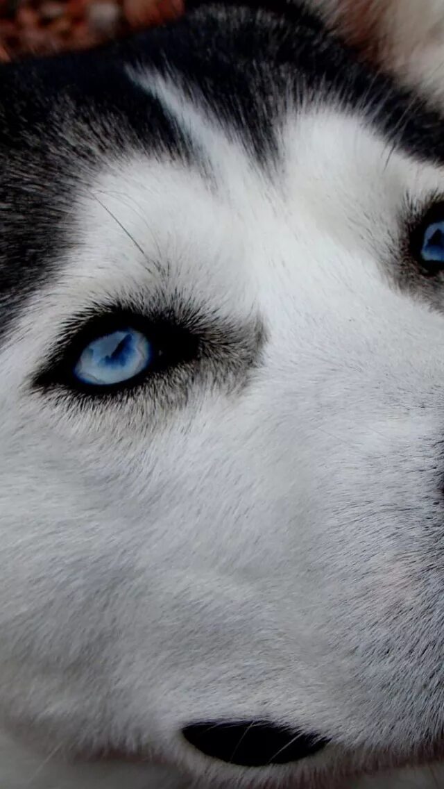 Глаз волка. Хаски гетерохромия. Собака хаски глаза. Сибирский хаски. Сибирский хаски.