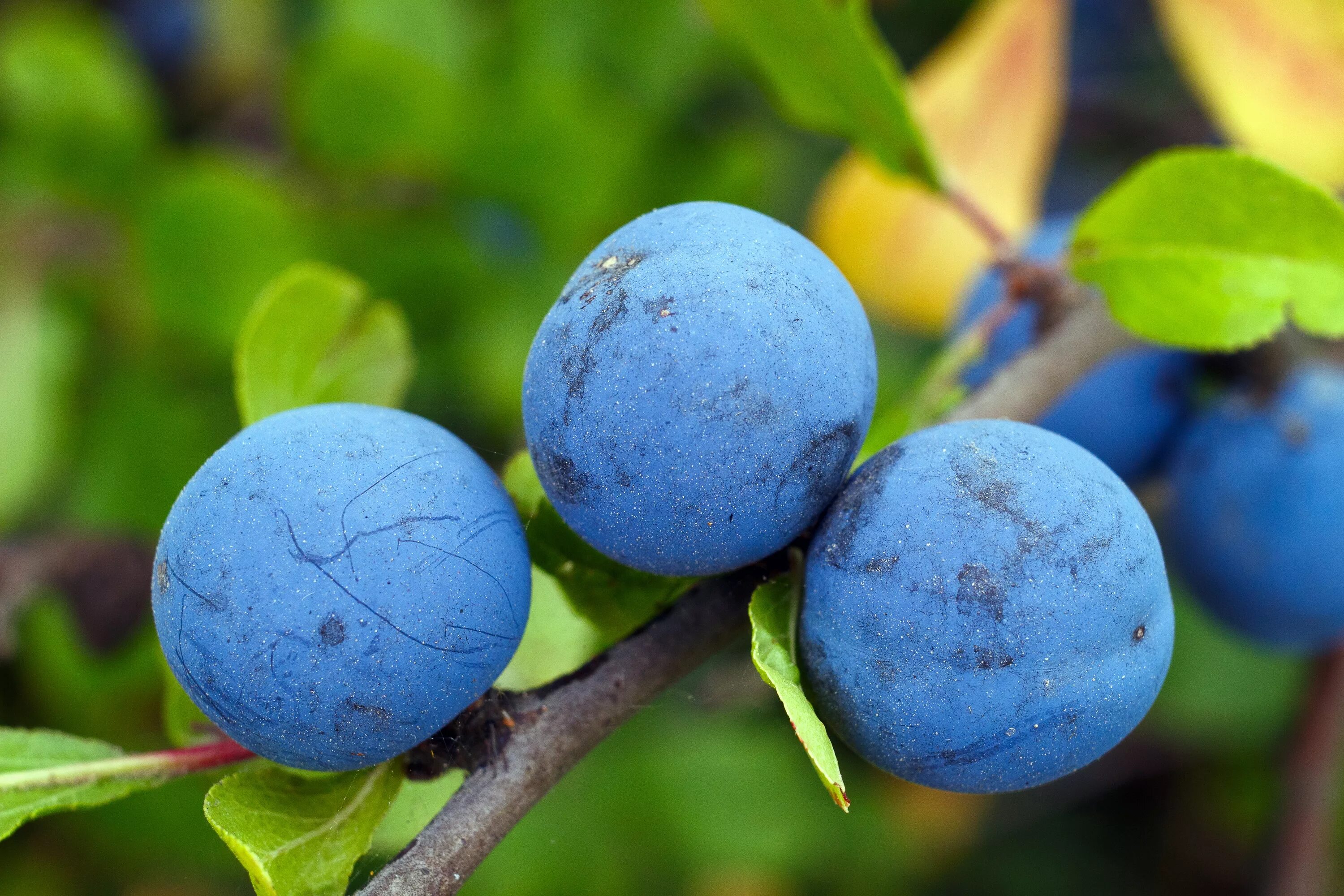 Терн (Prunus spinosa). Тёрн (Prunus spinosa l.). Синяя ягода Терн. Тернослива Билясувар. Проект сливай