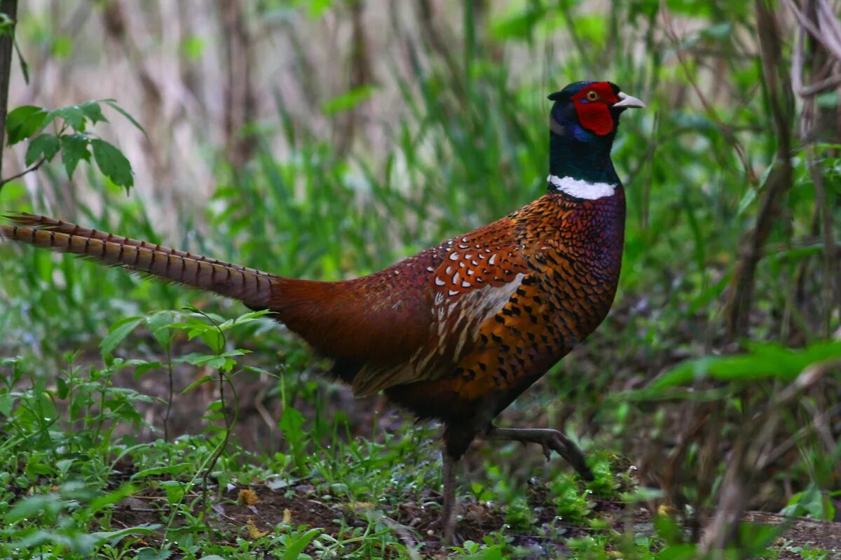 Фазан обыкновенный Phasianus colchicus. Фазан обыкновенный самец. Фазан (Phasianus colchicus l.) самка. Фазан Степной. Крупная птица семейства