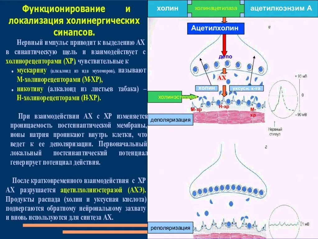 Локализация холинорецепторов. Схема холинергического синапса фармакология. Схема функционирования холинергического синапса. Н-холинергический синапс строение. Принципы функционирования холинергического синапса.