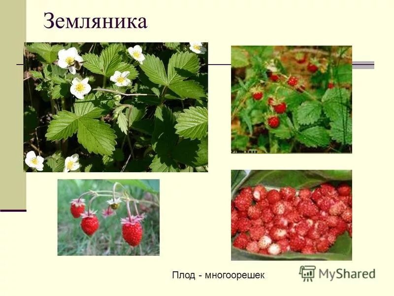 Плод земляники представляет собой закончите предложение. Плод клубники. Ботаника классификация. Клубника семейство род вид. Земляничина плод строение.