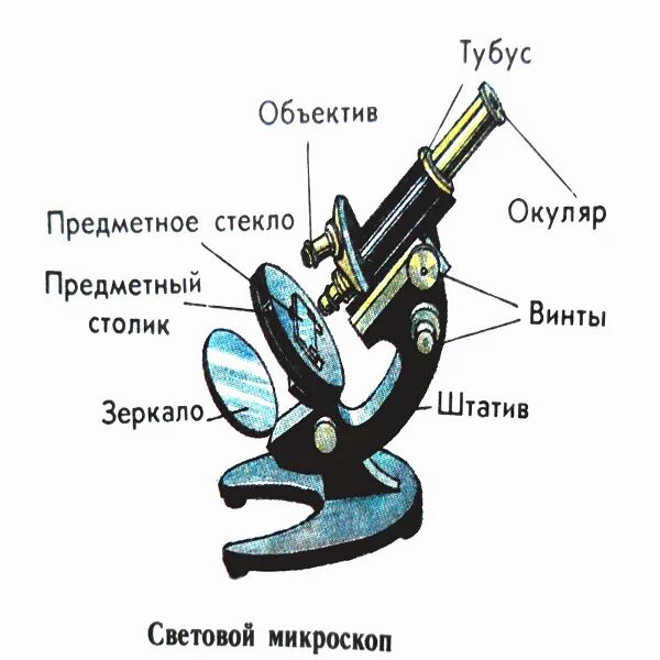 Биология 5 кл строение микроскопа. Микроскоп строение светового микроскопа. Микроскоп с обозначениями 5 класс биология. Схема светового биологического микроскопа.