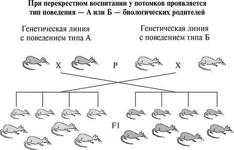 По биологии поведение животных конспект 8 класс