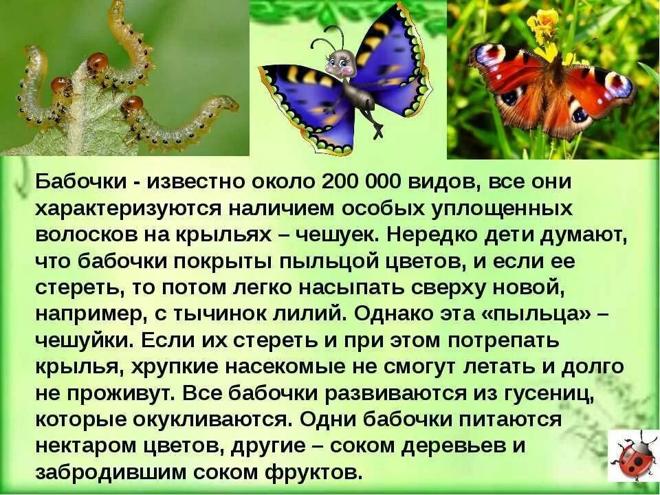 Рассказ о бабочках 2 класс. Где живут бабочки. Доклад про бабочку. Рассказ о бабочке. Описание бабочка для дошкольников.