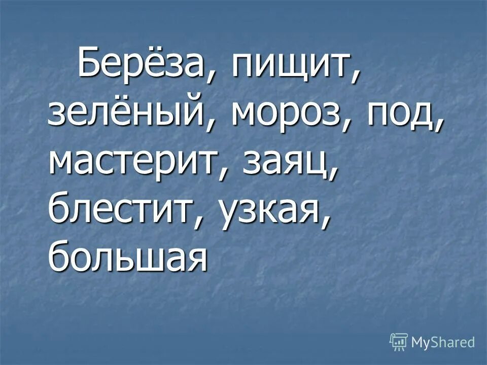 падуб мутовчатый.