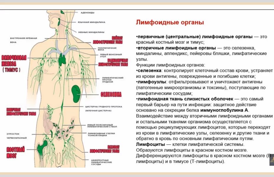 Функции выполняемые лимфатической системой. Лимфоидные органы их строение. Особенности строения лимфоидной ткани. Центральные и периферические лимфоидные органы. Строение лимфоидных органов.