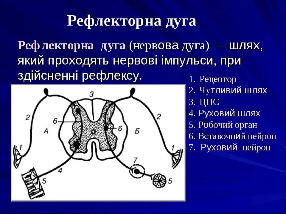 Где находится центр рефлексов