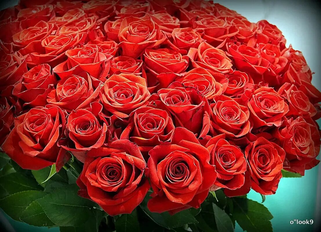 Букет роз для женщин большой и красивый. Букет шикарный. Букет красных роз. Огромный букет. Букет роз огромный.