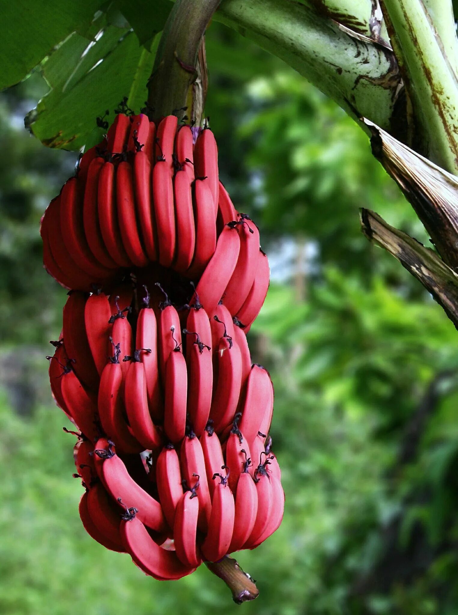 Банан это трава фрукт овощ или ягода. Ред банана. Банан красный Кавендиш. Экзотические растения. Экзотические деревья.