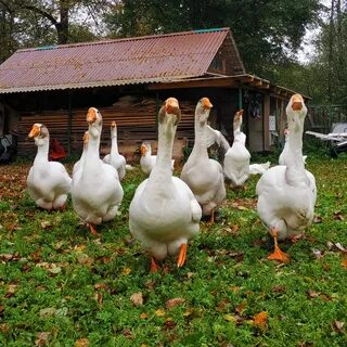 Гуси описание породы фото отзывы