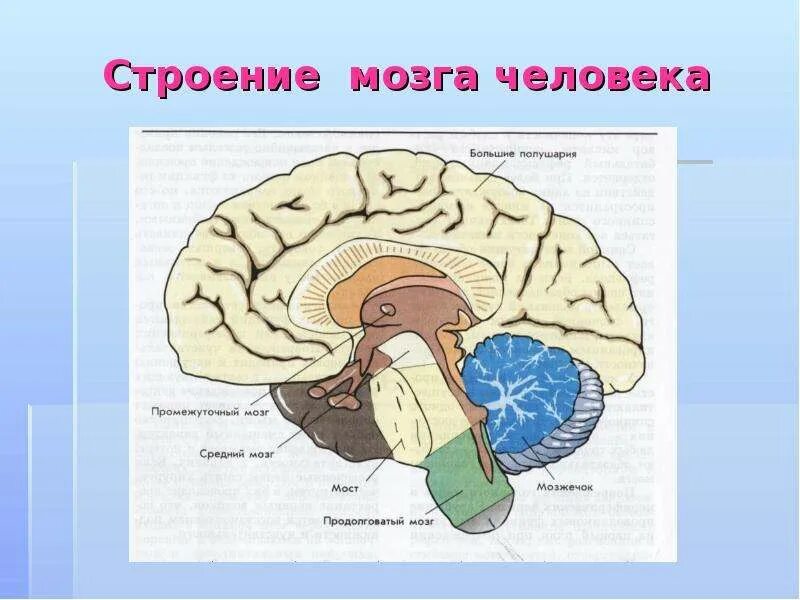 Строение мозга. Структура мозга человека. Продольный разрез головного мозга. Строение человеческого мозга.