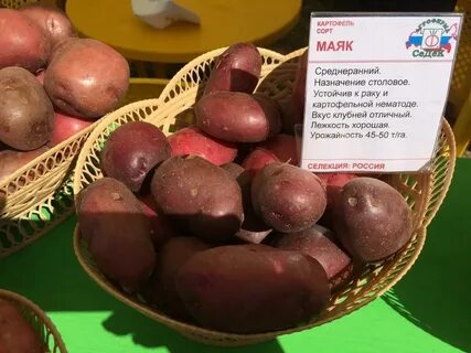Картофель триумф описание сорта фото отзывы сроки