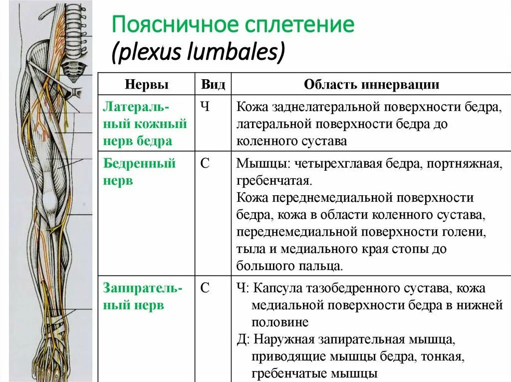 Поражение нервов нижних конечностей. Периферическая нервная система. Спинномозговые нервные сплетения.. Сплетения спинномозговых нервов таблица. Ветви крестцового сплетения таблица. Крестцовое сплетение вид спереди.