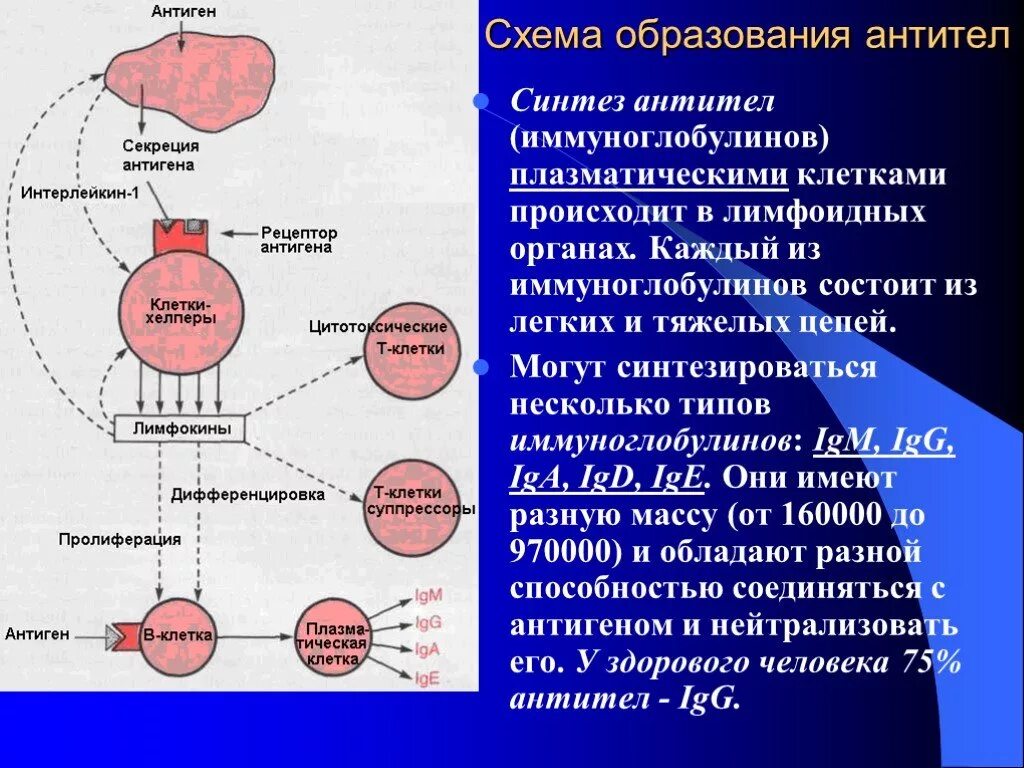 Подавляет иммунную систему Синтез антител. Антитела образуют т лимфоциты. Механизм образования антител и т киллеров. Механизм образования антител.