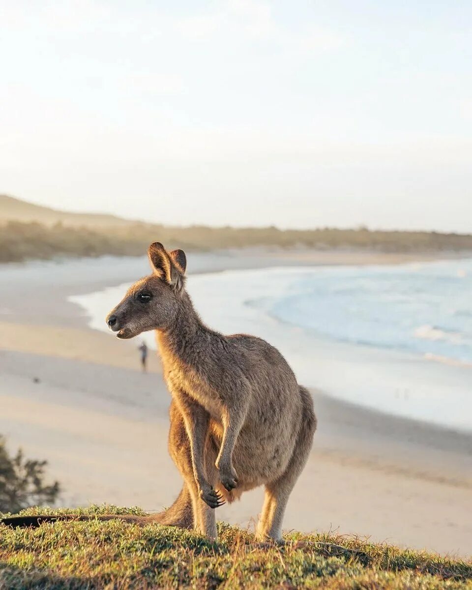 Остров кенгуру (Kangaroo Island). Кенгуру в Австралии. Долина кенгуру Австралия. Австралия природа кенгуру. Австралия природа и люди