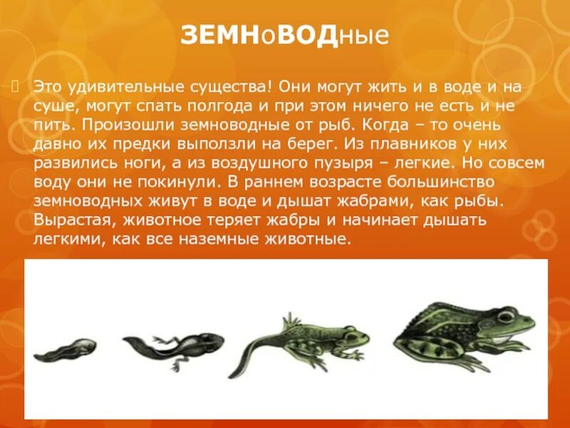 Сообщение про класс земноводных. Животные класса земноводные. класс земноводные класс пресмыкающиеся. класс земноводные амфибии. примеры пресмыкающихся и земноводных.
