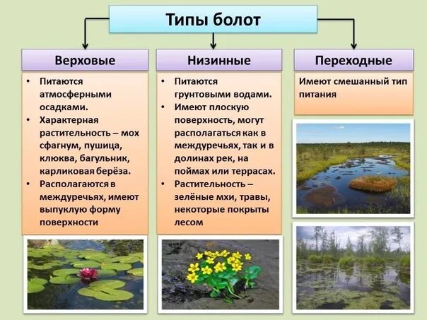 Болота по типу растительности. Типы водного питания болот. Растительность переходных болот. Влаголюбивые растения болота. Увлажнение избыточное много болот озер