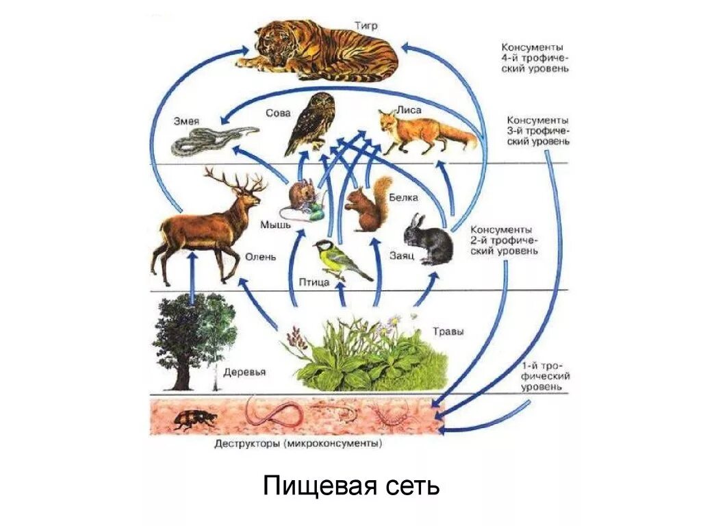 Схема пищевой сети Лесной экосистемы (по и.а. Шигареву, 1995). Трофическая цепь, пищевая цепь, цепь питания есть:. Пищевая трофическая структура биоценоза. Трофические связи сети питания.