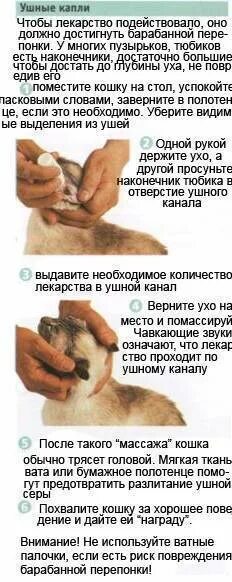 Как почистить уши котенку. Как закапать капли в ухо кошке. как правильно чистить уши коту.