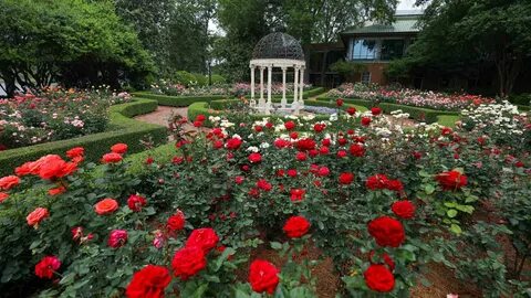 Rose garden 1