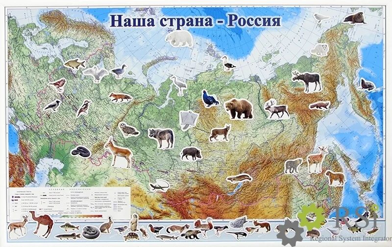 Где находятся плакаты. Карта России с животными. Животные России на карте. Животнын Росси НС карте. Животный обитающие в России на карте.