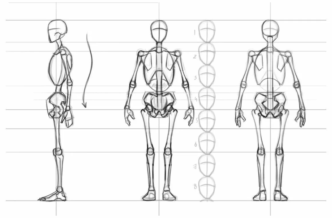 Тип рисования человека. Анатомия тела человека для художников пропорции. Построение тела человека пропорции. Пропорции человека для рисования. Пропорции человека рисунок.