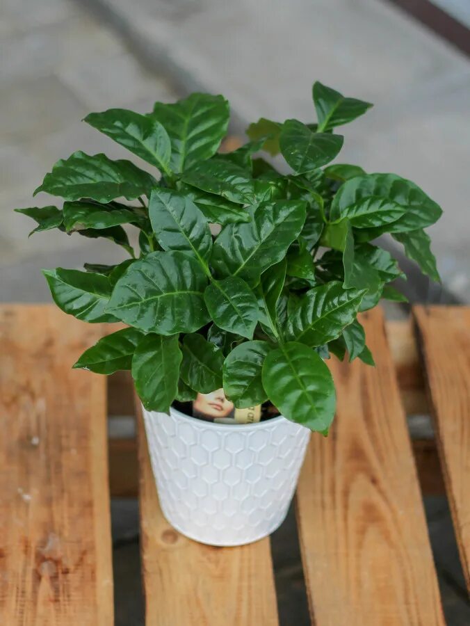 кофе арабика d12 h30. дерево кофе арабика. кофе арабика цветок комнатный. кофе аравийское арабика цветок. кофе аравийское растение.