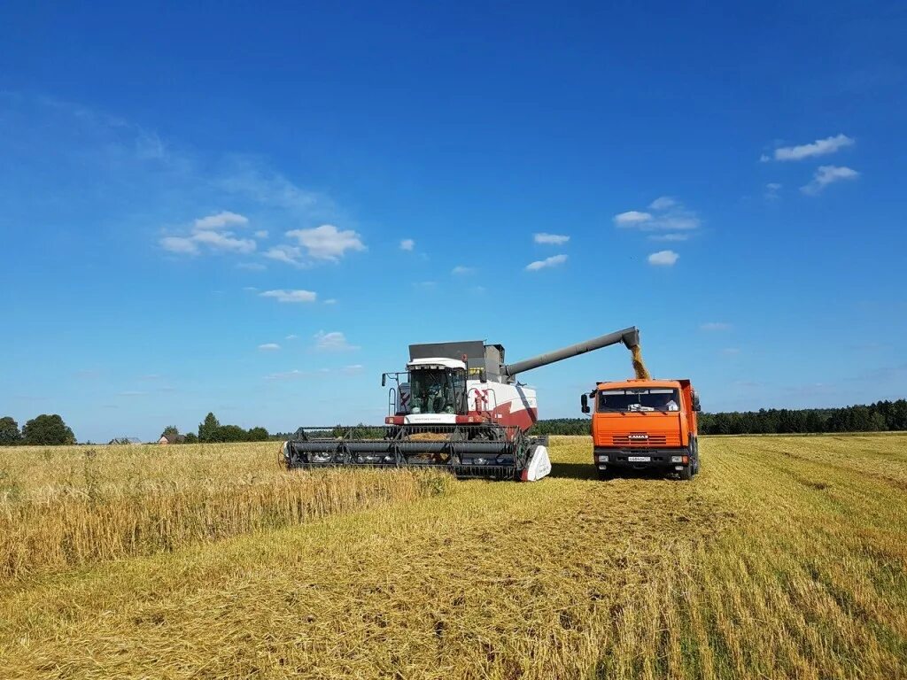 Уборочная страда в Курганской области. Уборка урожая. Уборка пшеницы. Уборка урожая зерновых культур.