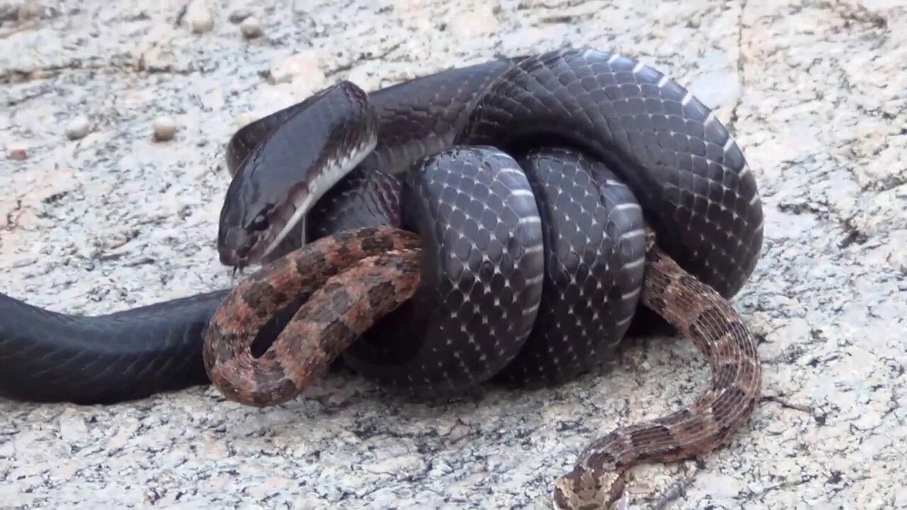 The cobra is a common poison