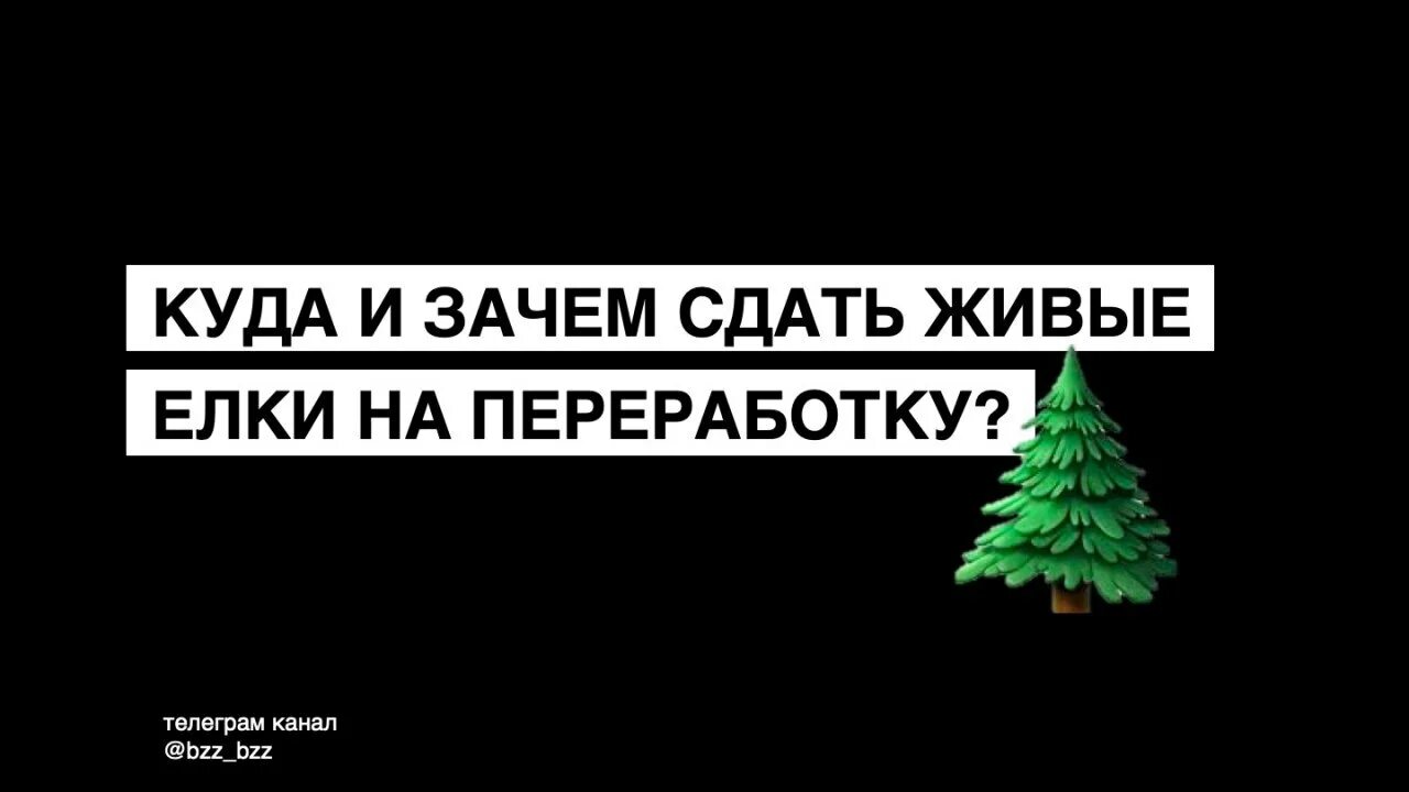 Елочный круговорот москва. Куда сдать живую елку. Куда сдать живую елку. Пункт утилизации елок. Елка после нового года.