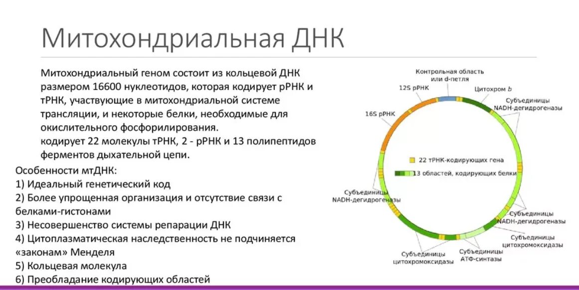 Днк в какое время. Митохондриальная ДНК структура и функции. Структура митохондриальной ДНК. Структура, свойства и функции митохондриальной ДНК. Особенности строения митохондриальной ДНК.