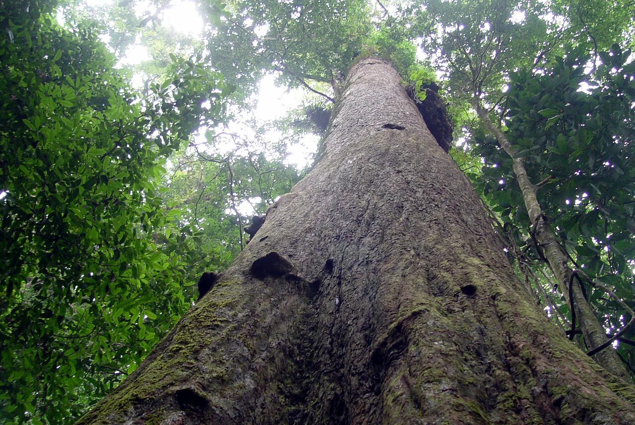 Дерево малайзия. Neobalanocarpus heimii. Диптерокарповые деревья. 1500 Летнее дерево. Деревья в Малайзии.