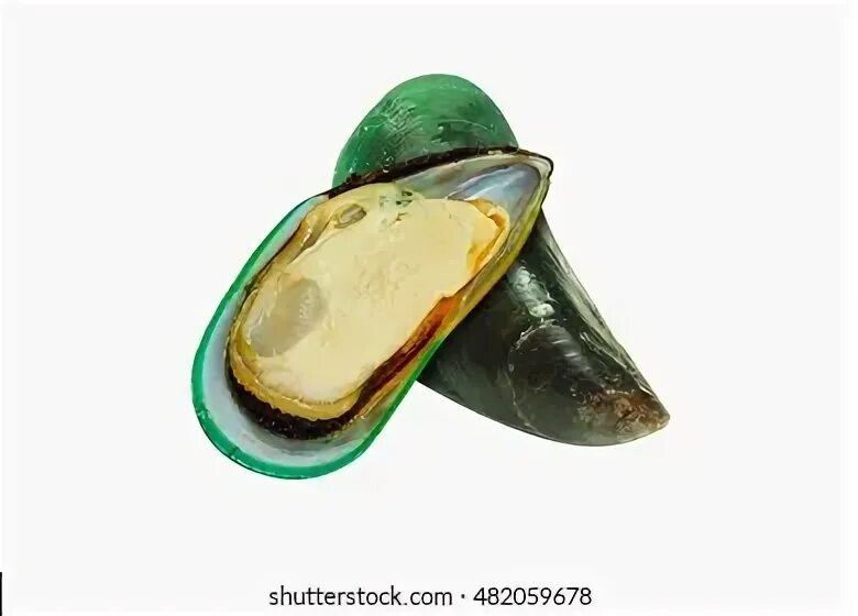 Green shell. Green shell