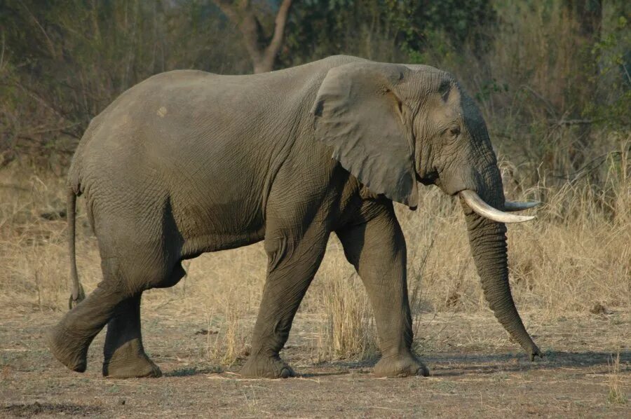 Elephant walk. Ходьба Слоником. Elefantul. Ten Walls Walking with Elephants.