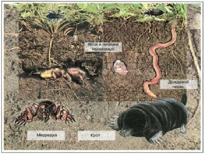 Обитатели почвы 5 класс биология. Среда обитания почва обитатели. Организмы в почве. Животные обитающие в почве. Подземная жизнь крота