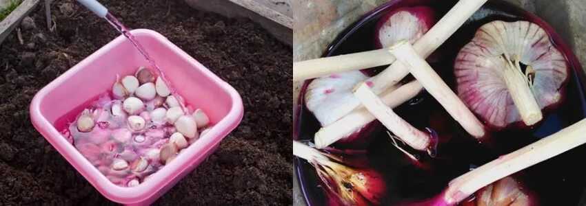 В чем замочить чеснок перед посадкой. Посадка чеснока зубчиками. замоченный чеснок. чеснок в марганцовке. чеснок замачивать перед посадкой.