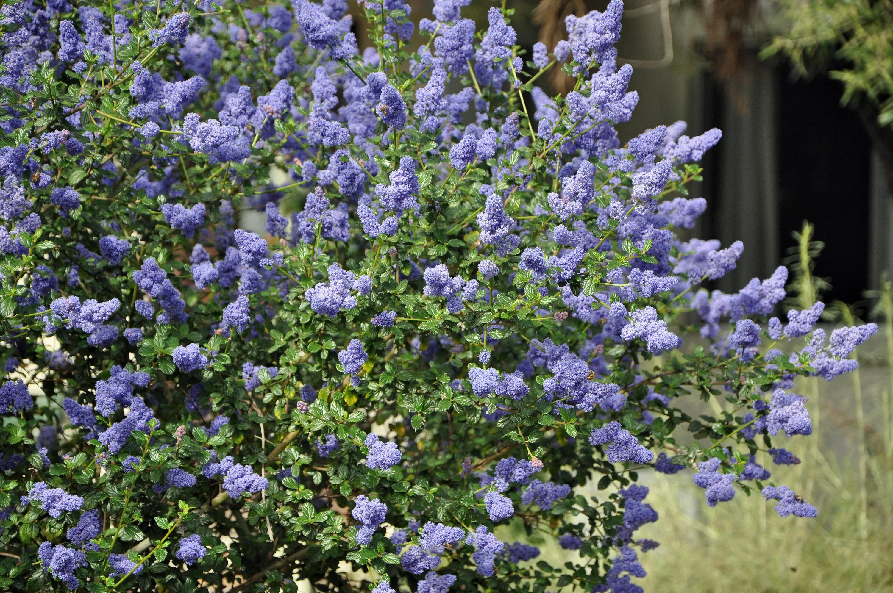 Кустарник цеанотус фото Цеанотус (Ceanothus 'Concha') купить в Красноярске. Декоративные кустарники и