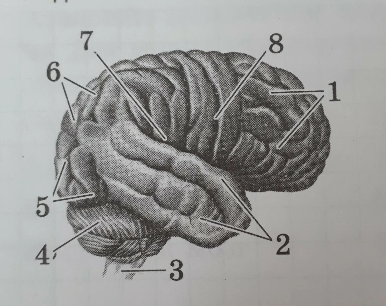 Подпишите части мозга. Подписать части головного мозга. Строение головного мозга с цифрами. Подпишите части головного мозга. Складчатая поверхность головного мозга