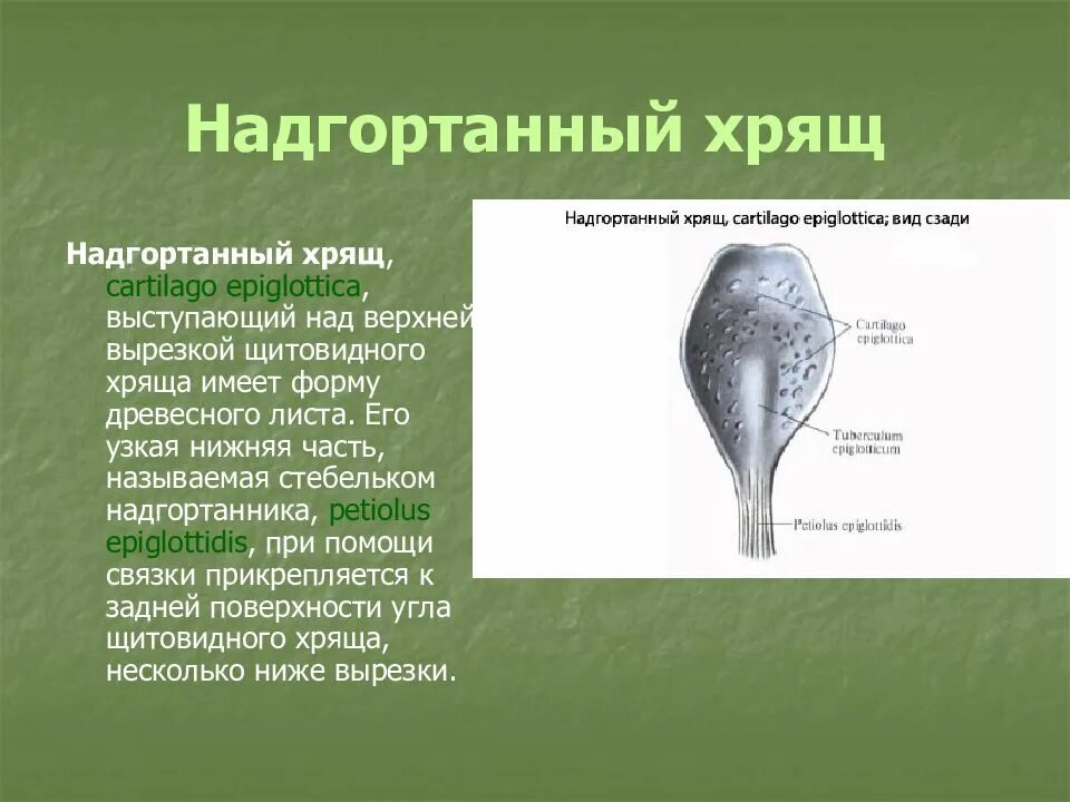 Надгортанный хрящ в организме человека. Надгортанный хрящ функции. Надгортанный хрящ функции ЕГЭ.