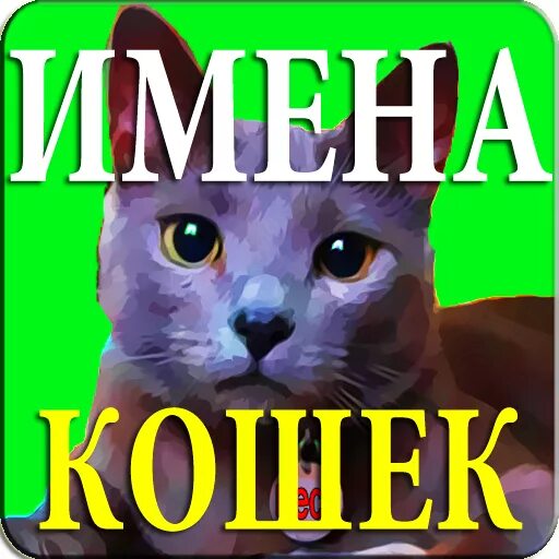 Дай имя кошки. Клички для котов. Имена для кошек. Красивые имена для кошечек. Клички для кошек девочек.