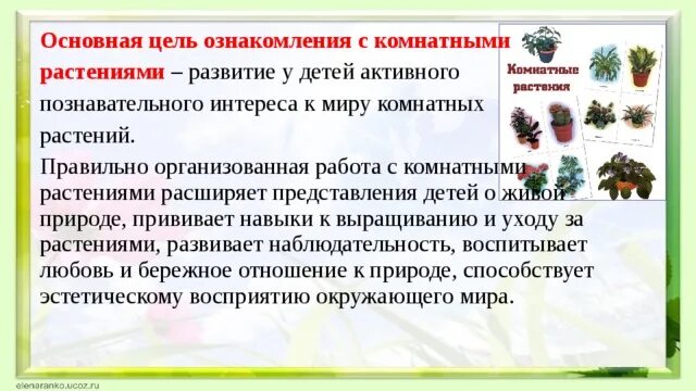 Ознакомление с окружающим миром комнатные растения. Приёмы ознакомления детей с комнатными растениями. Ознакомление с природой мир комнатных растений в средней группе. Ознакомление с природой в детском саду мир комнатных растений. Познавательное развитие природный мир комнатные цветы.