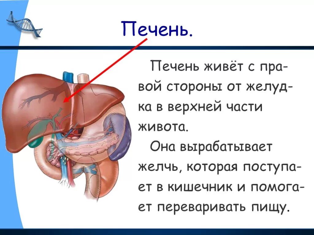 Работа печень человека. Печень анатомия человека.