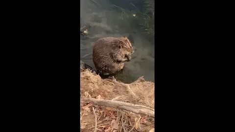 Покажи видео бобра