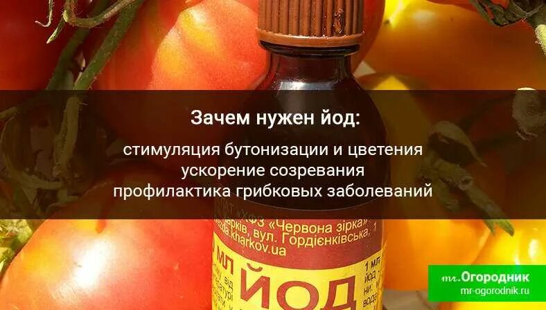 Чем обработать помидоры в домашних условиях. Йод для томатов. Подкормка помидор йодом. Удобрение с йодом для помидор. Рассада томатов подкормка йодом.