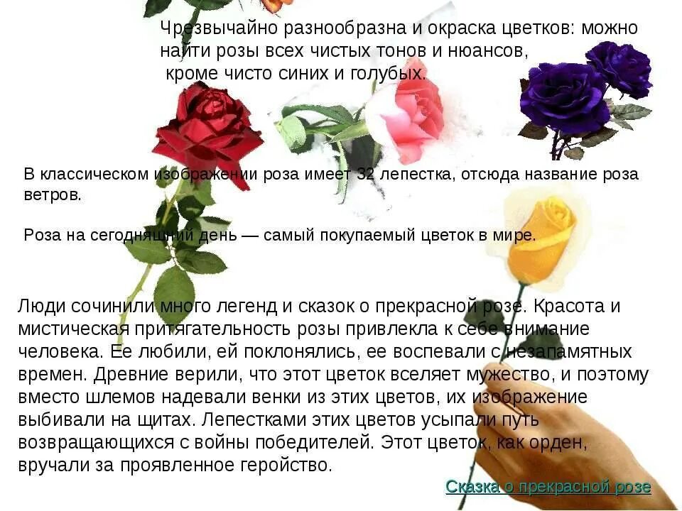 Как описать розу. Описание цветка розы. Доклад о Розе. Писание про цветок розу.